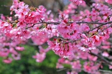 満開の緋寒桜