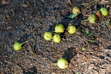A bunch of green apples on the ground