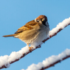 A bird is sitting on a branch covered in snow