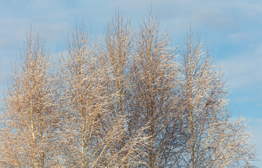 A tree with snow on it