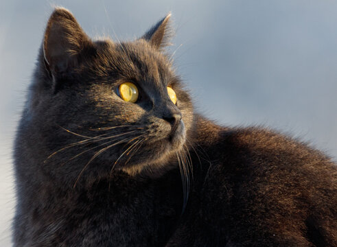 A black cat with yellow eyes is laying on the ground - Powered by Adobe