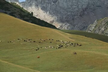 Numerous sheep grazing peacefully on the flat terrain of the mountain, surrounded by stunning...