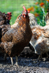 A brown chicken with a red head stands in a dirt field
