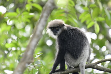 This striking photo captures a purple-faced langur in its natural habitat. The monkey's distinctive gray-black fur and light purple face are beautifully highlighted against the lush, green background.