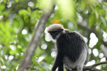 This striking photo captures a purple-faced langur in its natural habitat. The monkey's distinctive gray-black fur and light purple face are beautifully highlighted against the lush, green background.