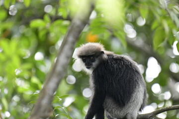 This striking photo captures a purple-faced langur in its natural habitat. The monkey's distinctive...
