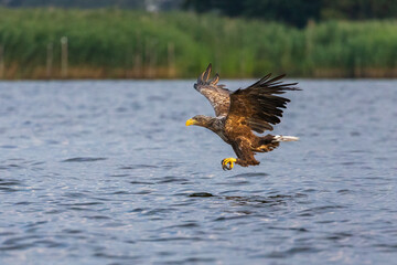White tailed eagle hunting fish over Szczecin Lagoon in Poland.