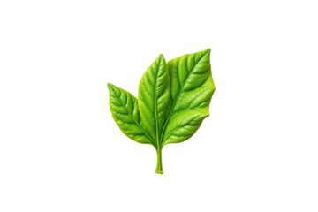 Vibrant Green Leaf with Detailed Veins Black Background