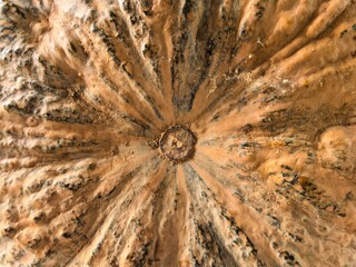 Close-up view of a rustic pumpkin top.