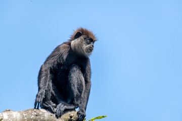 
This image shows a purple-faced langur perched high on a tree branch, its dark fur and distinct light face visible against a clear blue sky. The monkey is captured in a contemplative moment.