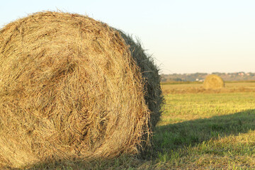 A bale of straw in the field, close-up. Straw close-up collected in round bales. The concept of...