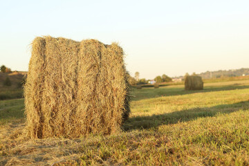 A bale of straw in the field, close-up. Straw close-up collected in round bales. The concept of...