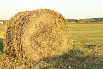 A bale of straw in the field, close-up. Straw close-up collected in round bales. The concept of...