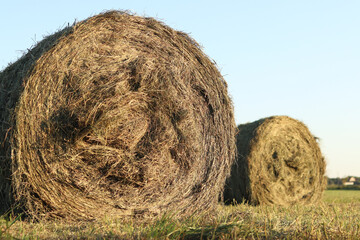 A bale of straw in the field, close-up. Straw close-up collected in round bales. The concept of agricultural production. Village. Field. The concept of farming and harvesting. Landscape countryside
