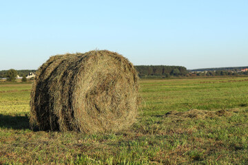 A bale of straw in the field, close-up. Straw close-up collected in round bales. The concept of...