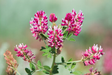 pink flowers of Sulla with which an excellent honey is produced in Sicily, Italy