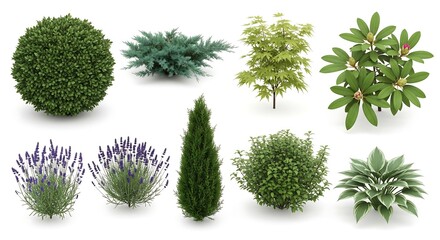 Collection of Garden Plants and Trees Isolated on White Background