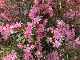 Blossoming oleander nerium pink flowers 