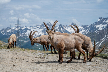 Alpine Ibex in the Swiss Alps – Majestic Wildlife on Rocky Mountain Slopes
