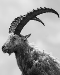 Alpine Ibex in the Swiss Alps – Majestic Wildlife on Rocky Mountain Slopes