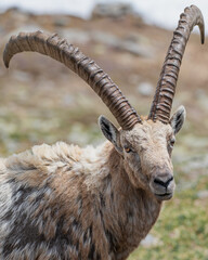 Alpine Ibex in the Swiss Alps – Majestic Wildlife on Rocky Mountain Slopes