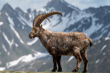 Alpine Ibex in the Swiss Alps – Majestic Wildlife on Rocky Mountain Slopes