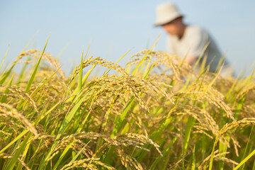 収穫前の稲を見る男性