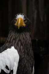 Steller's sea eagle. Haliaeetus pelagicus.