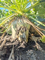 Sugar beet in the field. You can see its large root protruding from the ground and its spreading green leaves, some of which have already begun to wilt