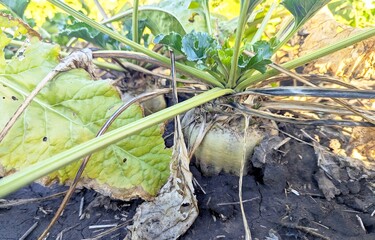 Sugar beet in the field. You can see its large root protruding from the ground and its spreading green leaves, some of which have already begun to wilt