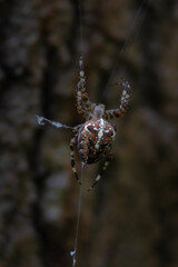 Spider on spider web with dark background.