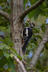 Greater Spotted Woodpecker  with nut