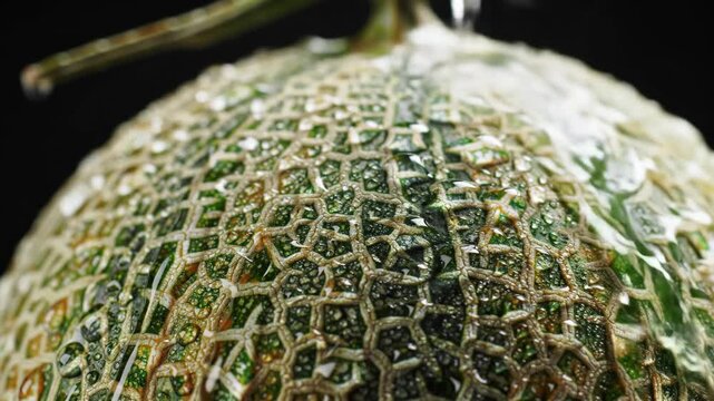 Close up of a fresh melon with water droplets on the textured rind.