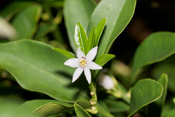 金柑の白い花にいる蟻