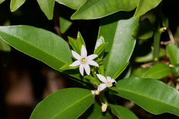 金柑の白い花にいる蟻