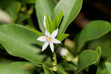 金柑の白い花にいる蟻