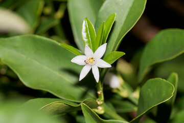 金柑の白い花にいる蟻