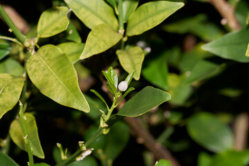 金柑の白い花の蕾