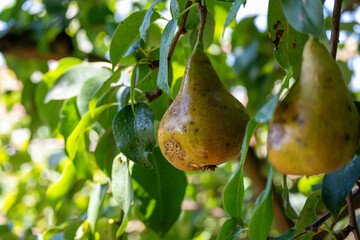 Fresh pears growing on tree