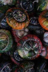 Pumpkin background. Autumn background. Early autumn. 