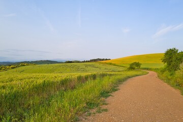 Fototapeta premium 들판 구름 경작 대지 경치