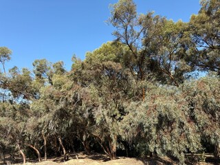 Walking path in public park, eucalyptus, fir, spruce, deciduous trees. Concrete pathway in park leading to road. Dirt path through a forest of trees.