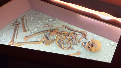 The skeleton of an ancient man lies on the ground in a showcase. Gobustan National Historical and Artistic Reserve. Amazing finds in Azerbaijan