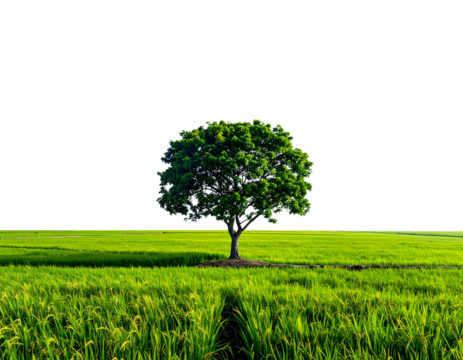 Minimalist Solitary Tree in Vast Rice Landscape