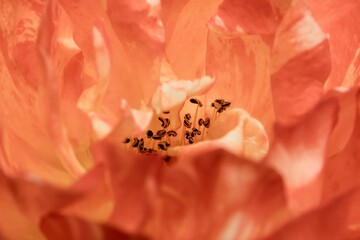 rose petals on a red background