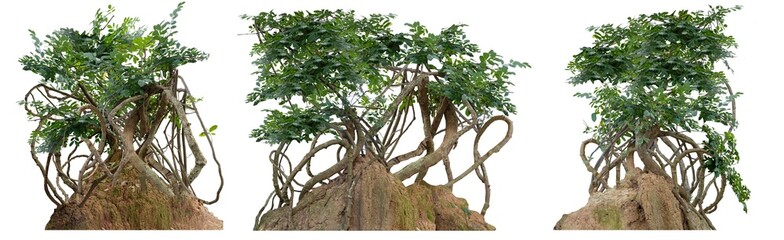 The trunk of the tree was covered with twisted vines on a large termite nest on a white background there are copy areas and intersecting paths.