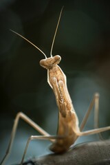 close up of praying mantis on a branch