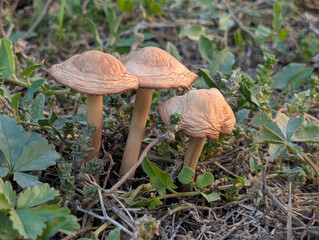 Clump of fairy ring Mariasmus mushrooms in dry grass, aka Scotch bonnet (Mariasmius oreades)