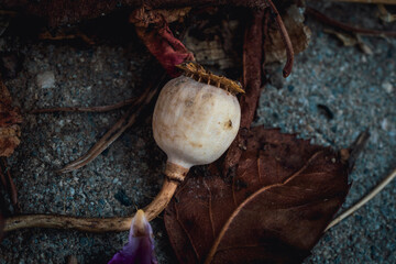 poppy seeds on a wooden table