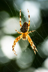 spider on the web